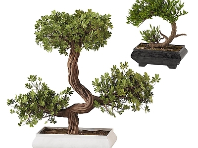 新中式绿植盆栽 植物 松树盆景 桌面
