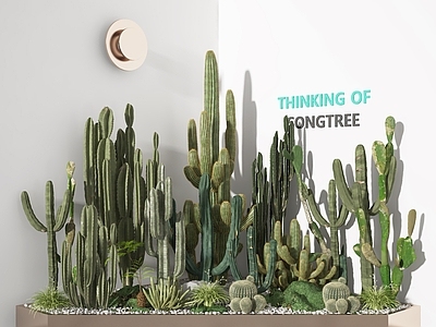 现代植物堆 植物 仙人掌 热带植物