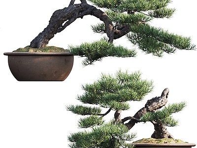新中式绿植盆栽 植物 松树盆景 松树摆件 落地 桌面