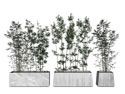 现代竹类 盆栽 盆景 竹子 竹林 竹 植物 绿植 景观 大型盆栽