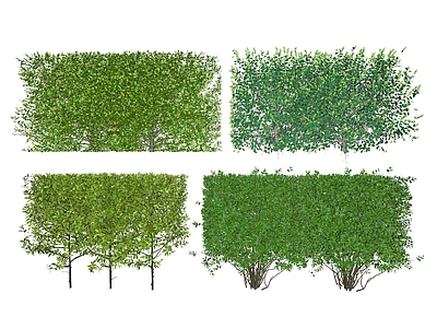 现代灌木 绿篱 修剪植物 植物块 丛生绿篱 女贞 黄杨绿篱 冬青