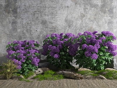 现代花草组合