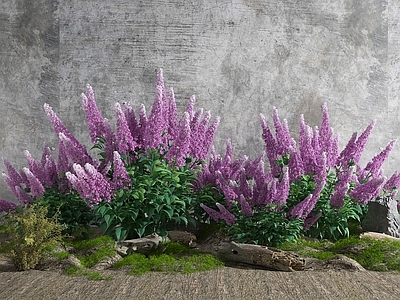 现代花草组合