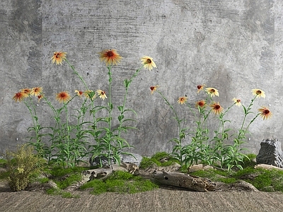 现代花草组合
