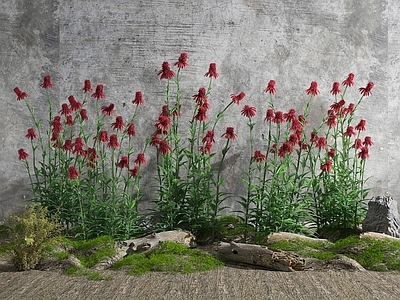 现代花草组合