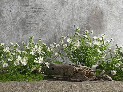 现代花草组合