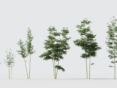 现代绿植竹子组合 竹子 景观竹 庭院绿竹 室内绿植 室外竹子