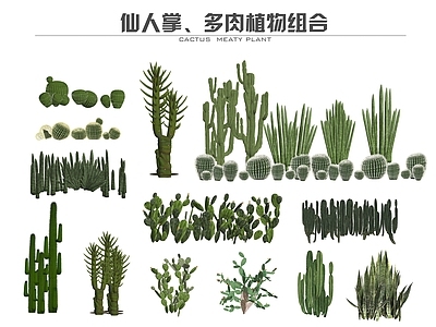 现代多浆类植物 仙人掌