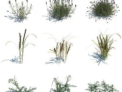 现代花草组合 野草 野花