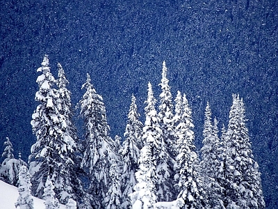 雪天风景 树林