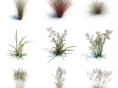 现代野草 杂草 草丛