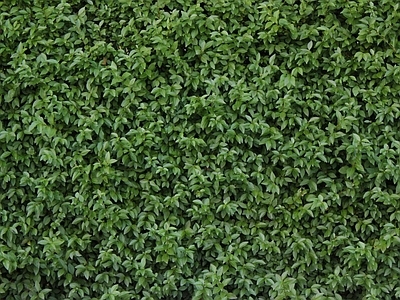 植物墙绿植墙