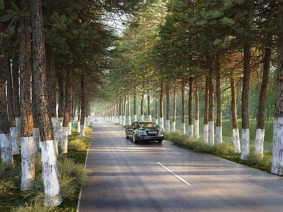 现代道路景观 树林 乡村小路 杉树