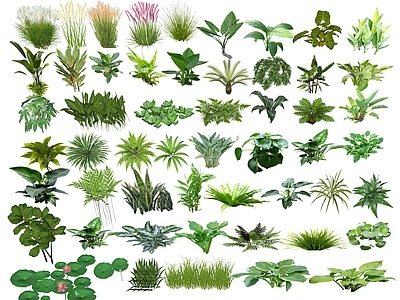 现代水生植物 芒草 景观花草 荷叶 芭蕉 观赏草 花灌木 粉黛乱子草 荷花