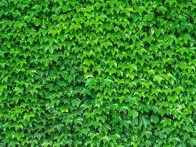 绿色植物墙
