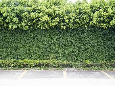 绿色植物墙贴图