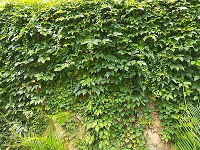 绿色植物墙贴图