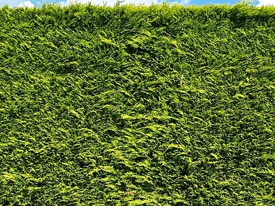 绿色植物墙贴图