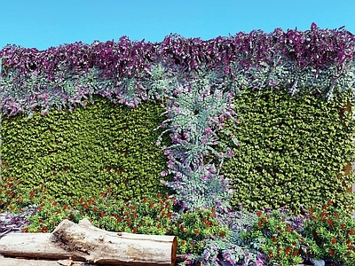 现代植物墙 植物堆 墙 花园