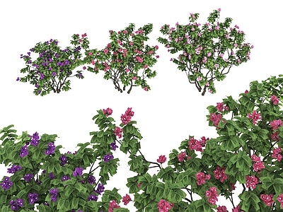 现代花草组合