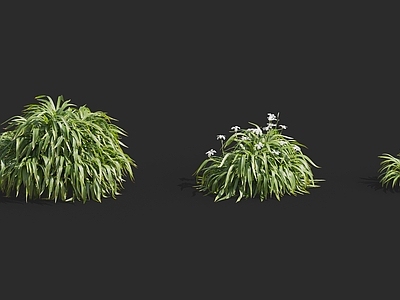 现代花草 植物