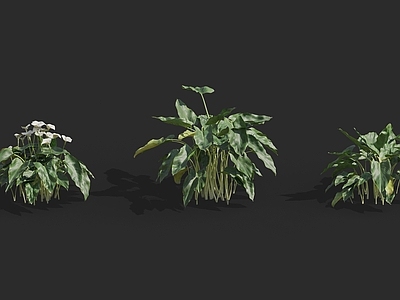 现代花草组合