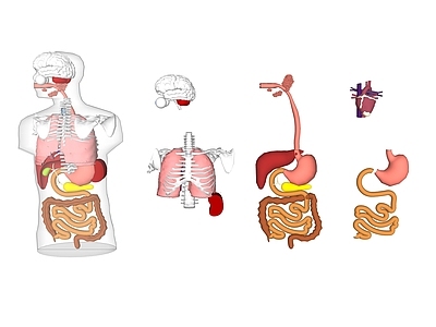 现代人体模型 人体器官模型