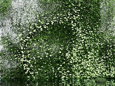现代绿植墙 爬藤