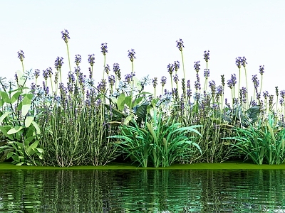 现代花草组合