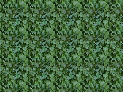 常春藤植物绿植墙