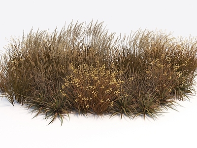 现代黄草 枯草