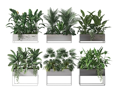 现代花箱 盆景 植物