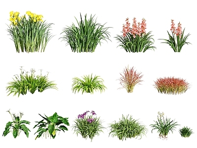 现代花卉 兰花 水仙花 草