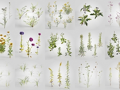 现代小花 小草 野花 野草 小植物 不知名小花 花草