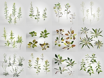 现代花草组合 野花组合 小花草 景观花草 小植物