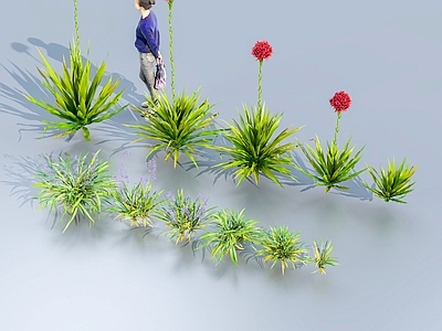 现代悉尼火百合 矛花