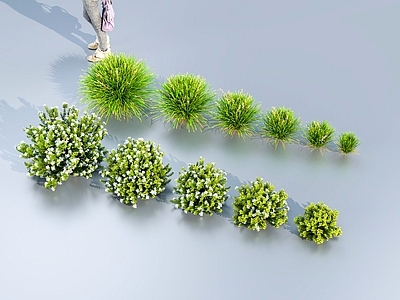 现代多须草 园艺植物 新西兰植物 热带植物