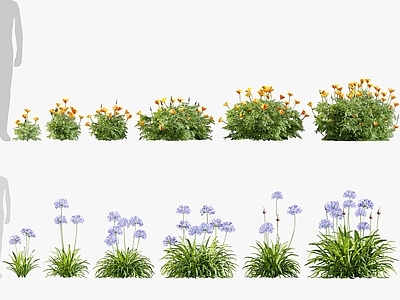 现代花草组合 百子莲 加州罂栗 花卉