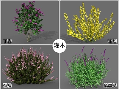 现代花草组合 灌木