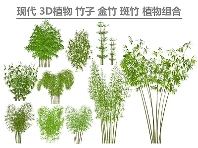 现代竹类 竹子 金竹 斑竹 植物组合