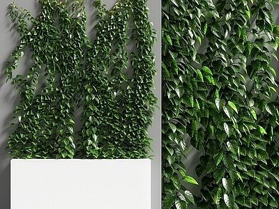 现代绿植墙 植物墙