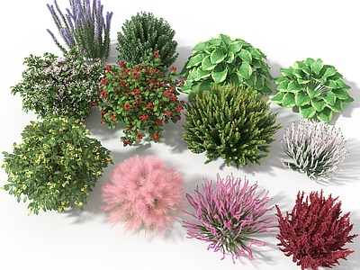 狗尾巴草 百合花 紫罗兰 火炬花 波斯贝母 蒲公英 草丛 花朵