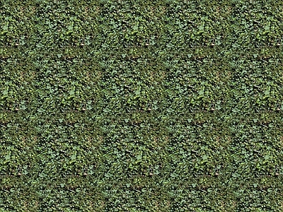 绿篱植物墙