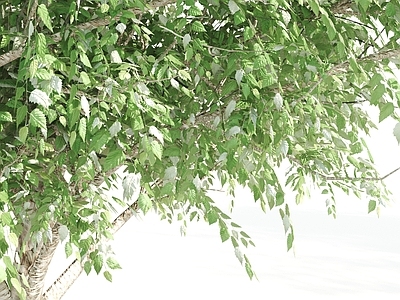 户外绿树