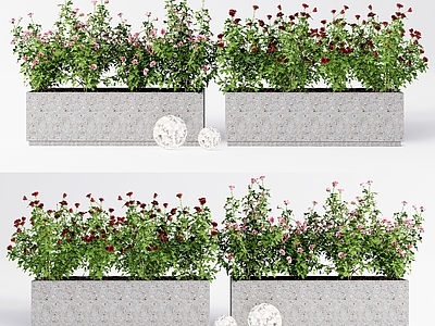 现代花箱 植物 玫瑰花