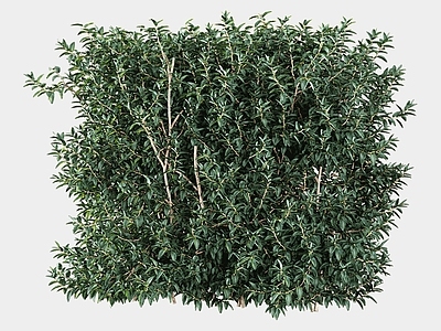 现代绿植墙 植物墙