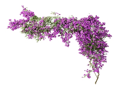 花藤