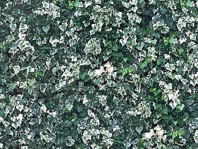 爬藤植物墙