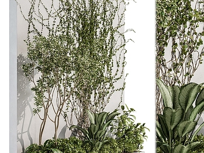 藤曼植物墙