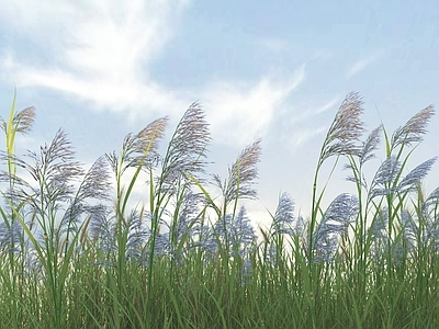 芦苇